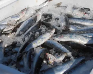 Sardines après la peche dans des bacs de glace