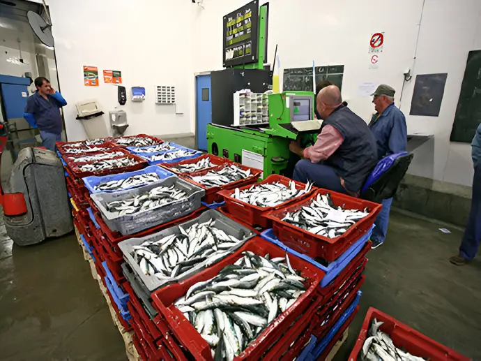 La Criée Sardines dans bacs rouges à la criée